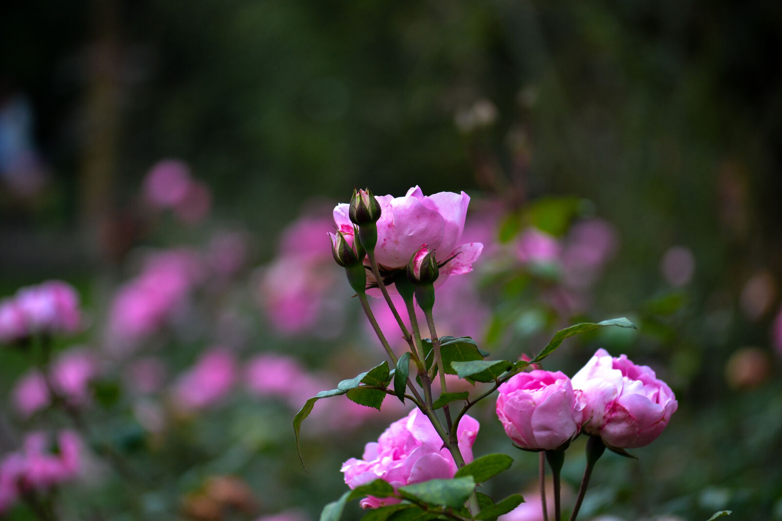 Nikon D3100 sample photo. Beautiful, flowers, bokeh, green photography