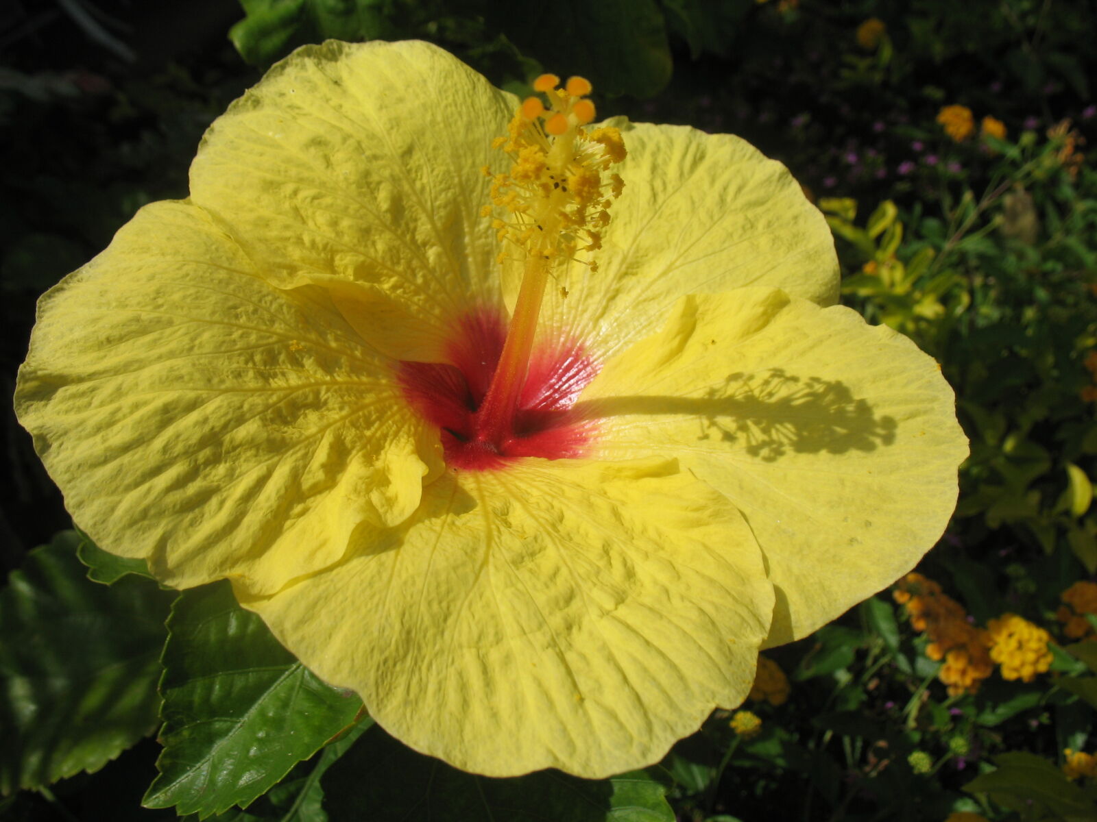 Canon POWERSHOT A620 sample photo. Flower, maui, tropical photography