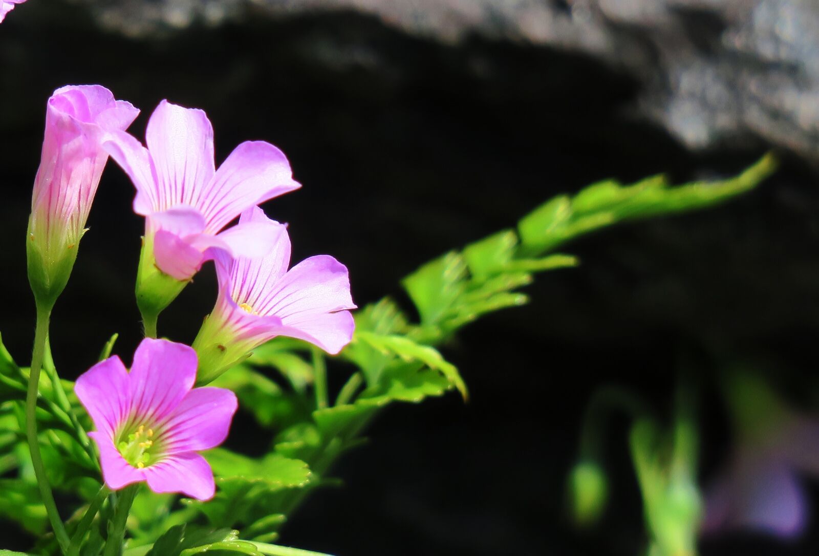 Canon PowerShot G3 X sample photo. Shamrock, hong kong, clover photography