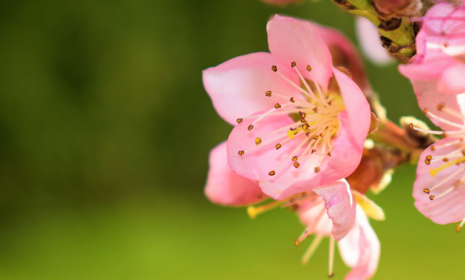 Nikon D5300 sample photo. Flowers, nature, spring photography