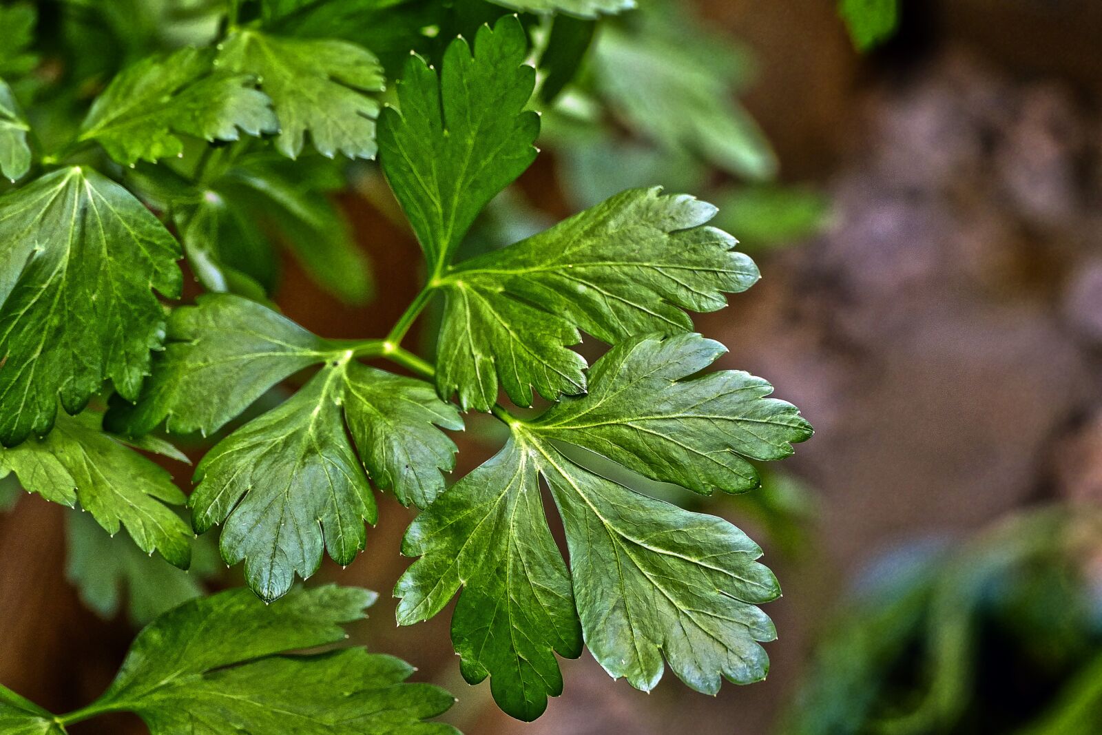 Panasonic Lumix DMC-FZ1000 sample photo. Parsley, green soup, culinary photography