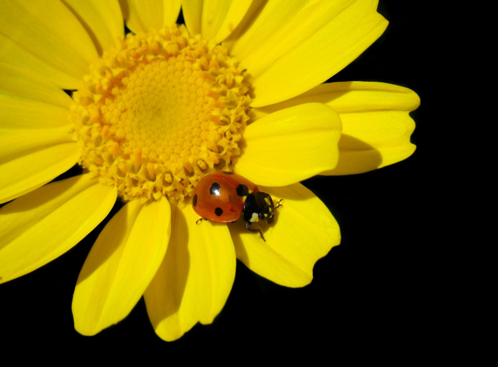 Canon PowerShot SX530 HS sample photo. Ladybug, bug, beetle photography