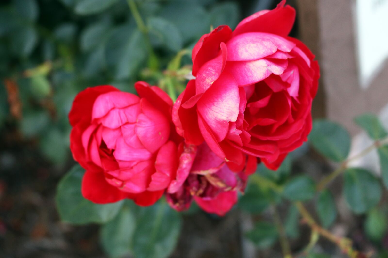Canon EOS 750D (EOS Rebel T6i / EOS Kiss X8i) sample photo. Red, roses, flowers photography