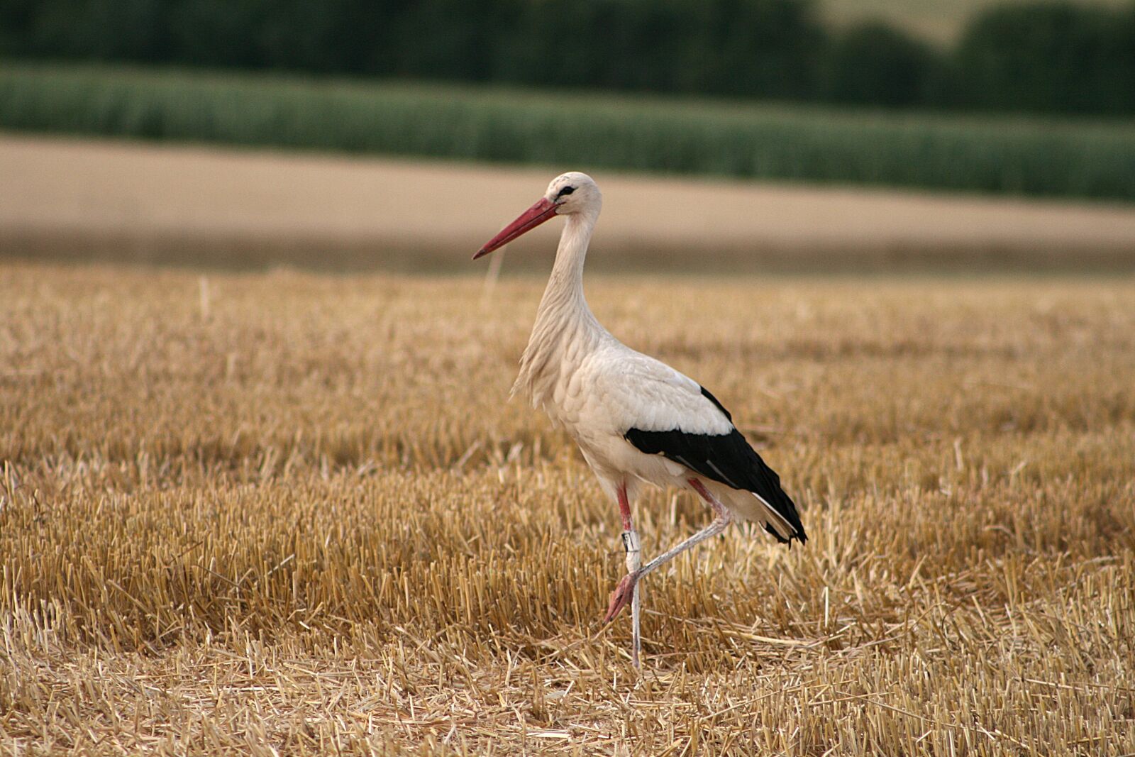 Canon EOS 400D (EOS Digital Rebel XTi / EOS Kiss Digital X) sample photo. Bird, stork, white stork photography