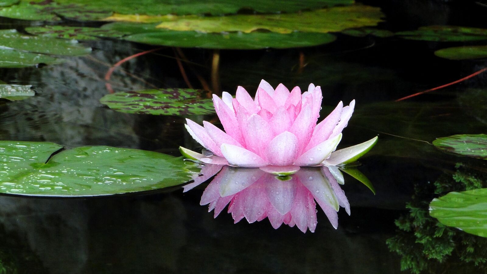 Sony Cyber-shot DSC-HX1 sample photo. Flower, lotus, summer photography