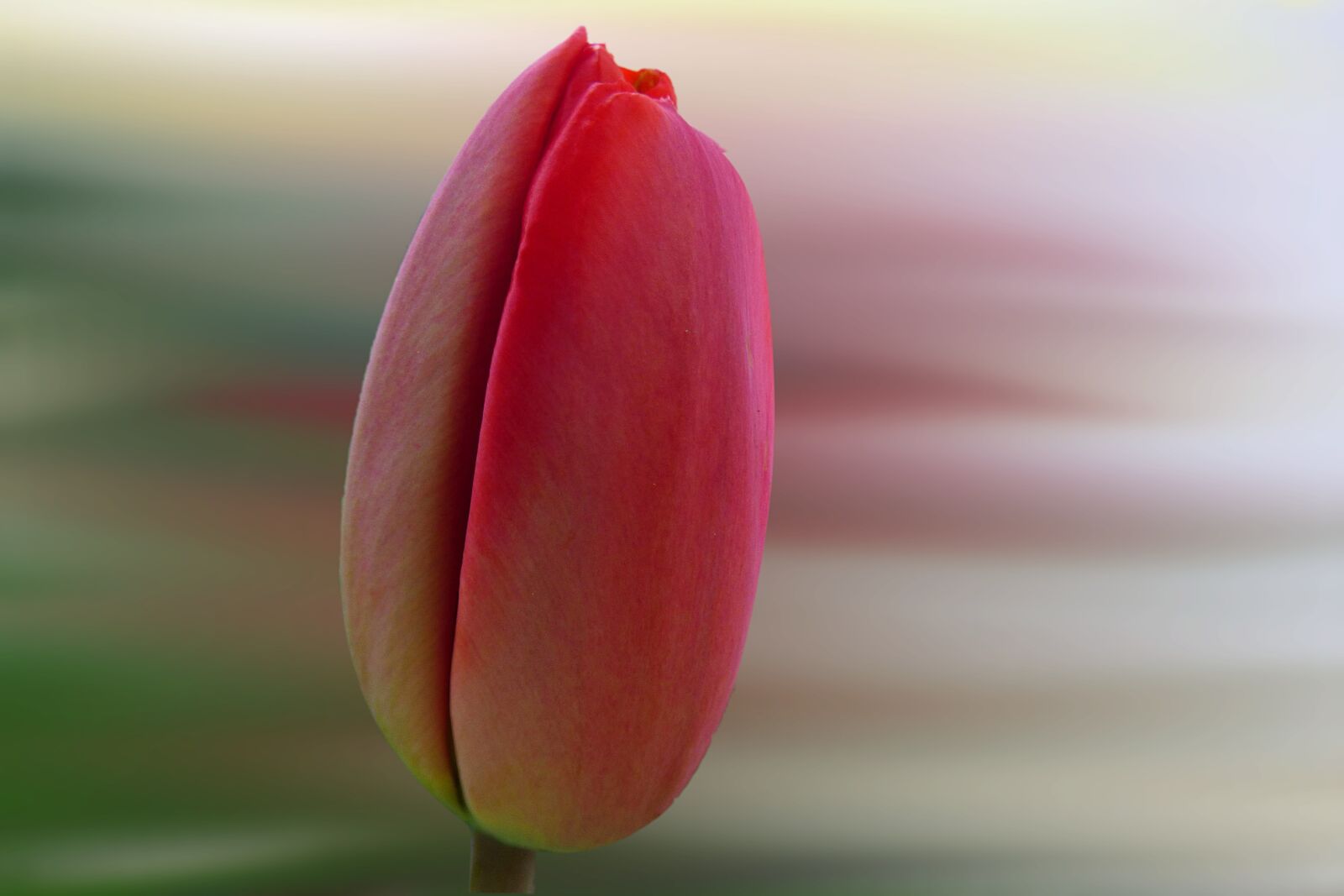 Panasonic DMC-FZ72 sample photo. Nature, flower, tulip photography