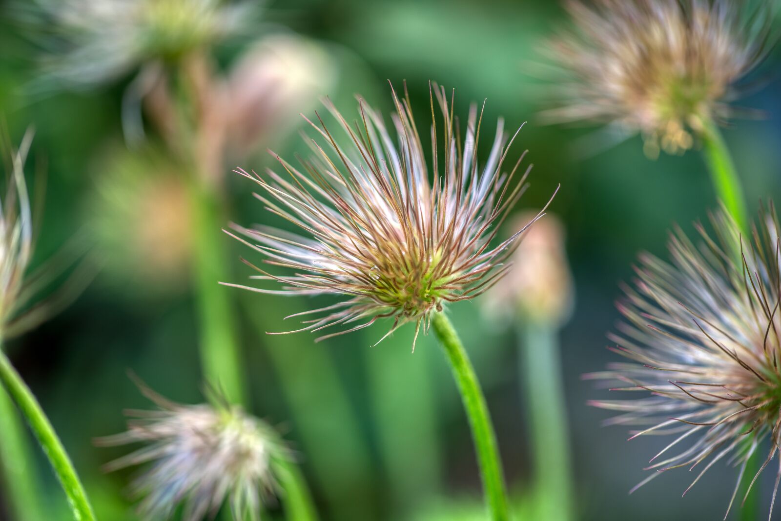 Nikon D750 sample photo. Pulsatilla vulgaris, pasqueflower, infructescence photography