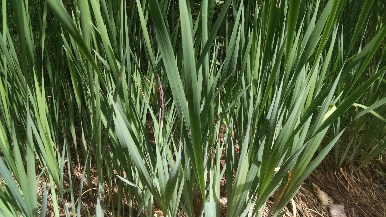 Motorola Moto X (1st Gen) sample photo. Green, plants, reeds, summer photography