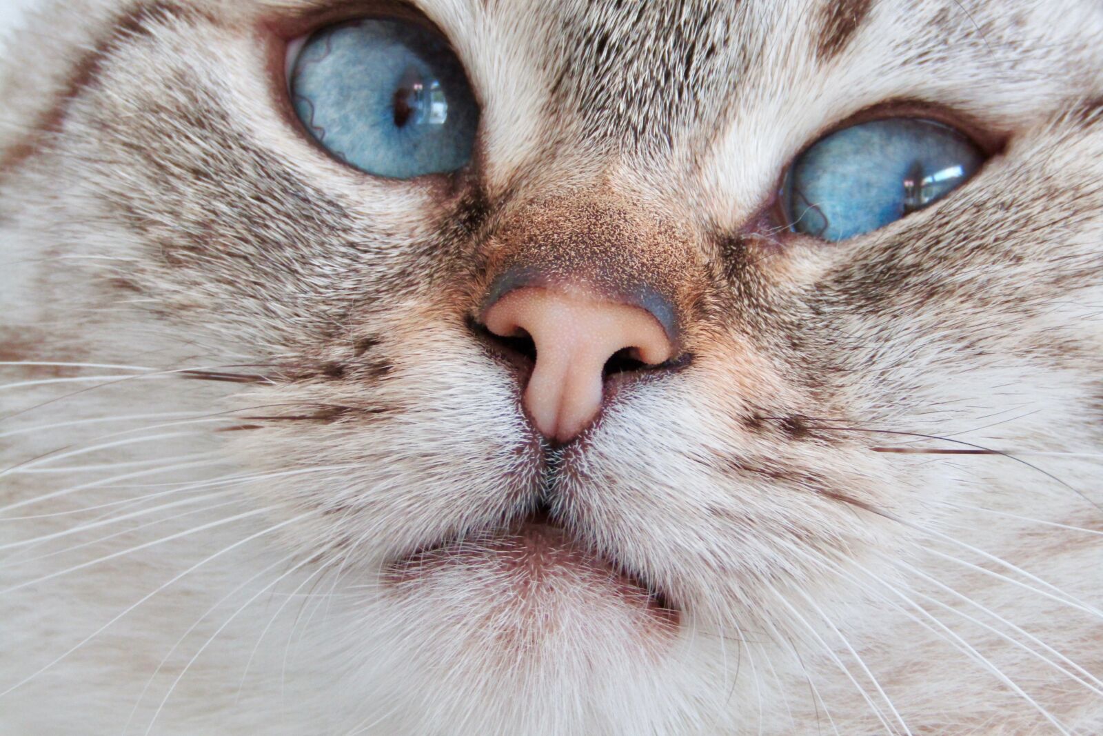Canon PowerShot SX410 IS sample photo. Cat, blue eyes, cute photography