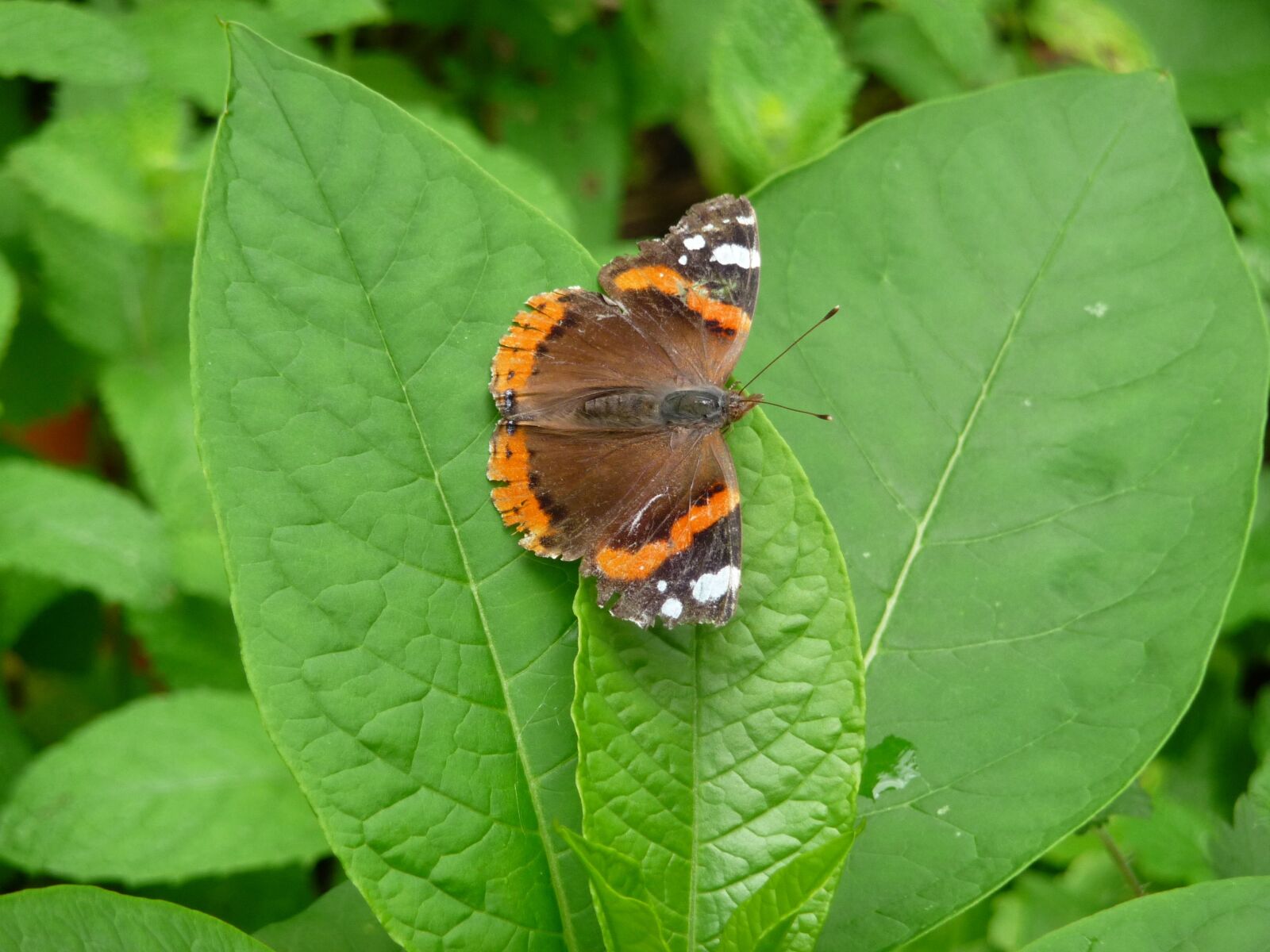 Panasonic Lumix DMC-TZ5 sample photo. Butterfly, atalanta, vanessa atalanta photography