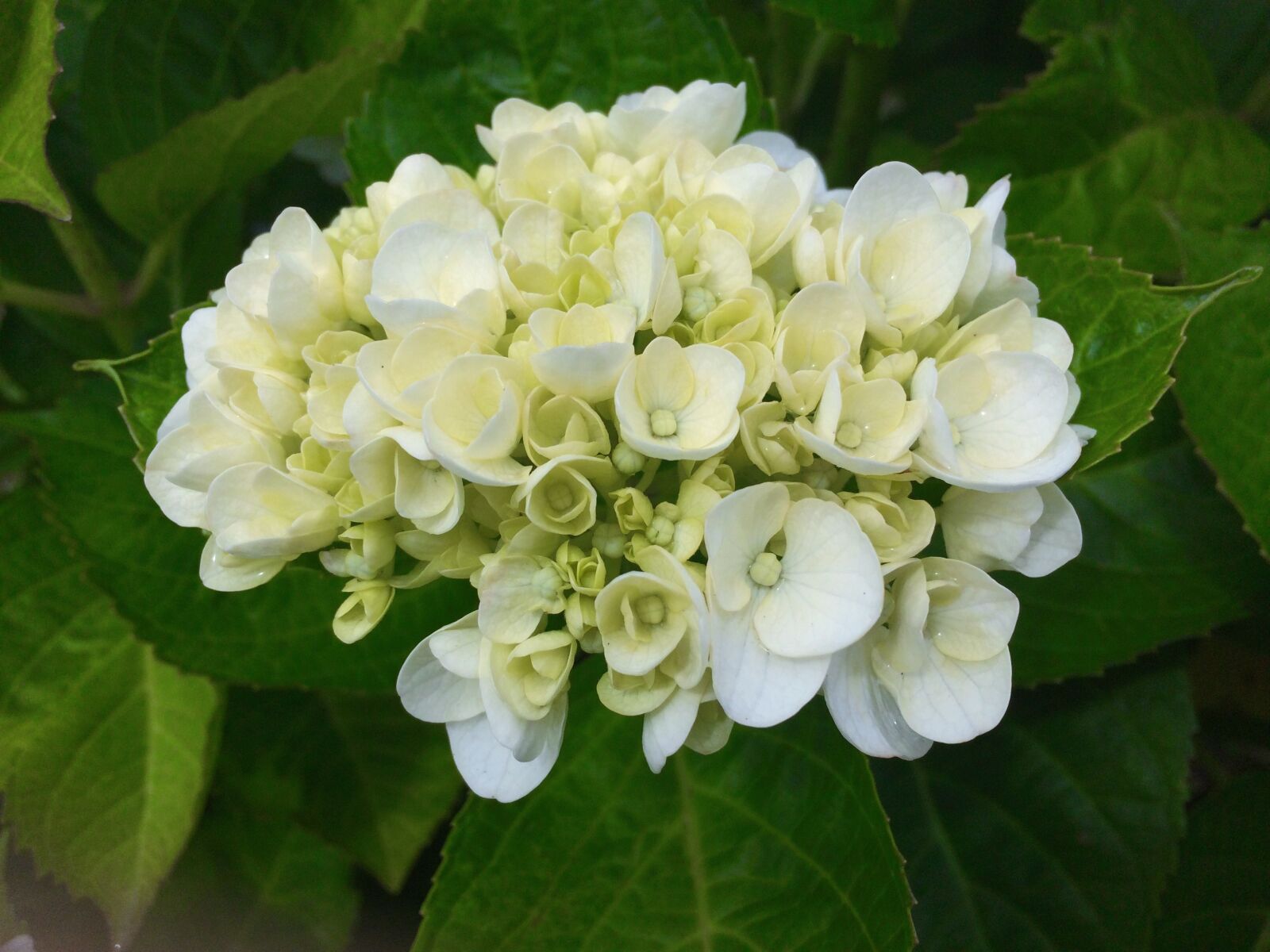 Apple iPhone 5s sample photo. Hydrangea, ota kisan, white photography
