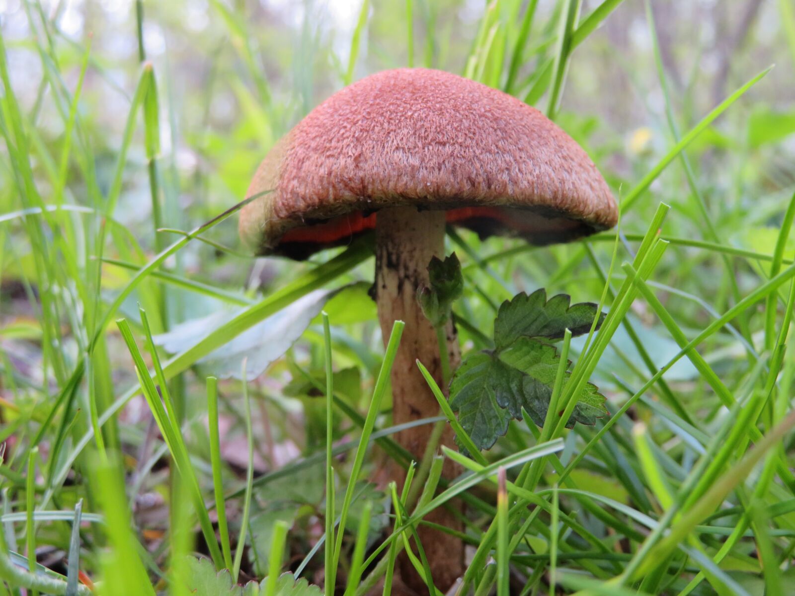 Canon PowerShot SX720 HS sample photo. Mushroom, toadstool, fungi photography