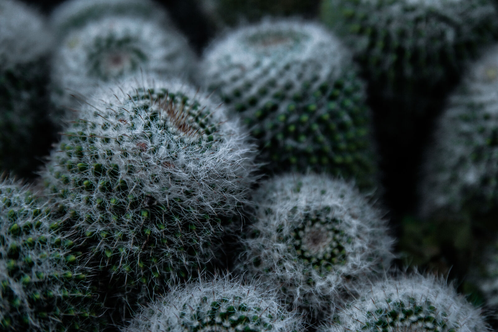Samsung NX1 sample photo. Cactus, close, up, nature photography