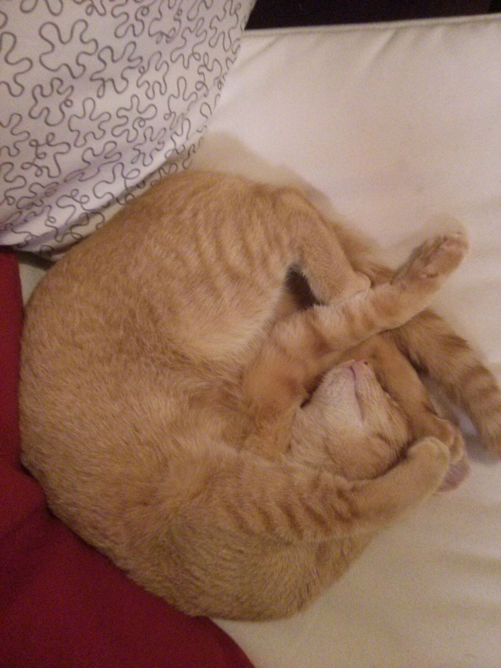 LG Nexus 4 sample photo. Funny, cat, sleep photography