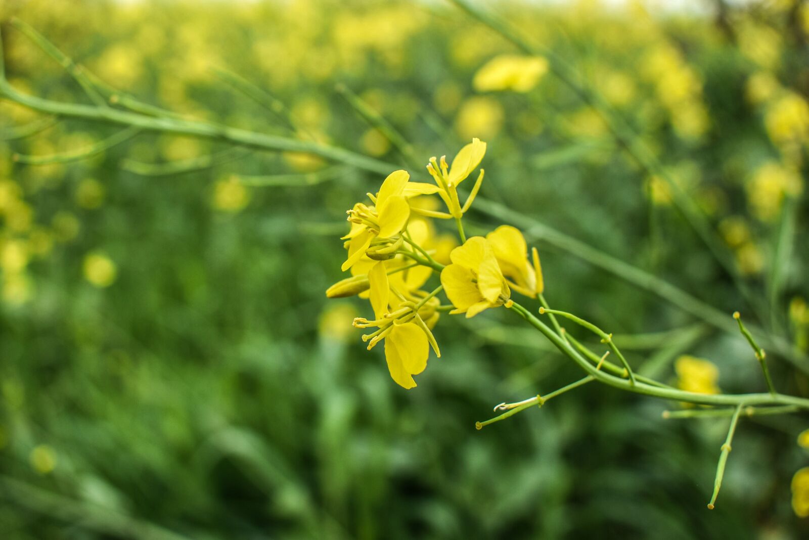 Nikon D3500 sample photo. Mustard, mustard flowers, sunny photography