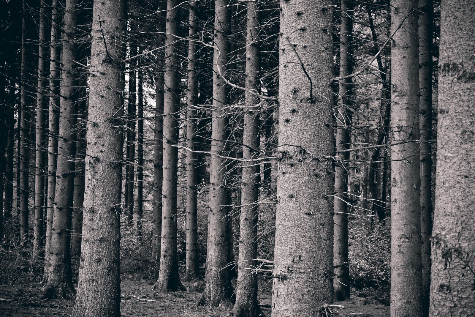 Olympus OM-D E-M10 sample photo. Forest, trees, landscape photography