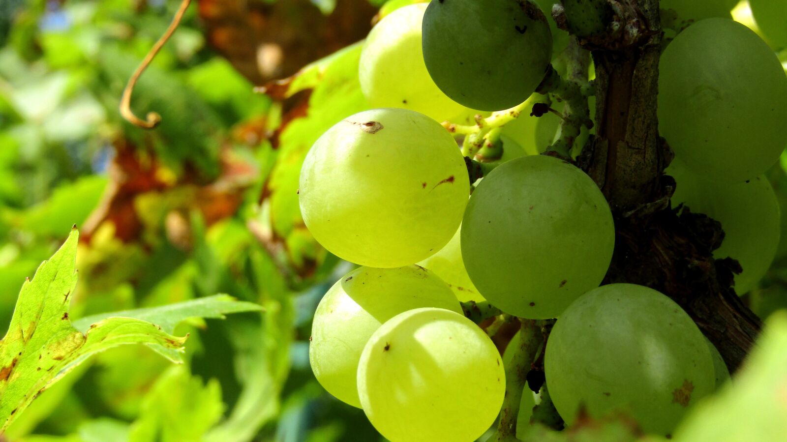 Canon PowerShot SX410 IS sample photo. Grape, autumn, vintage photography