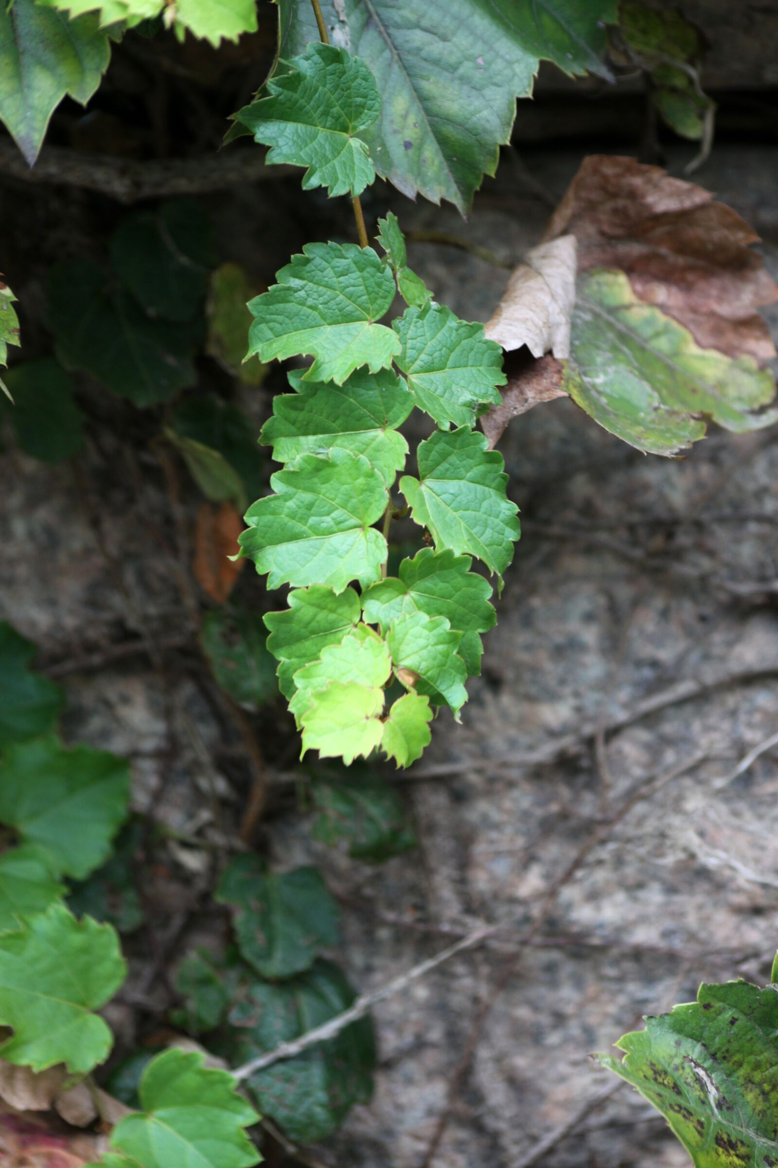 Canon EOS 50D sample photo. The vine, vine, plants photography