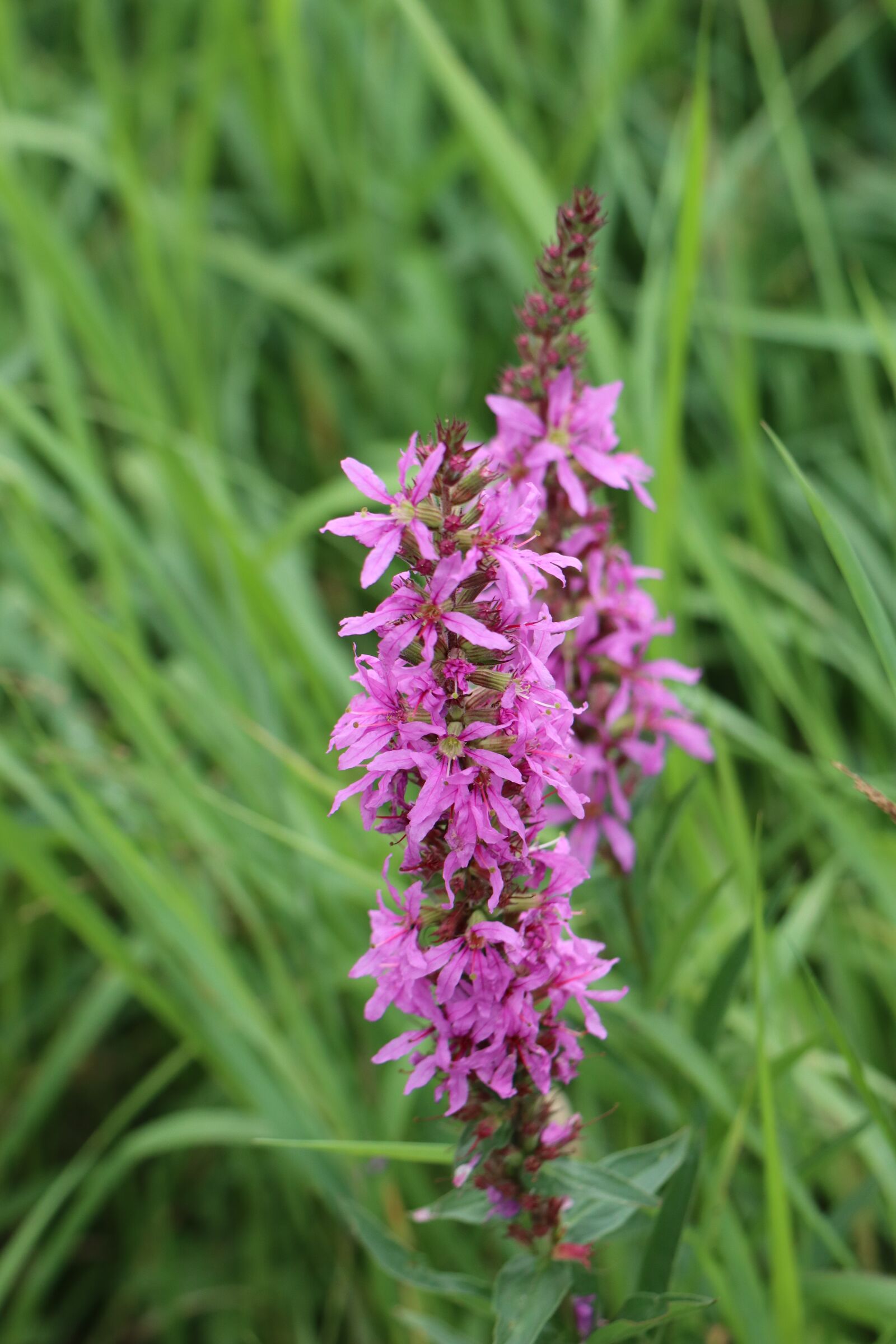 Canon EOS M6 sample photo. Summer, meadow, flowers photography