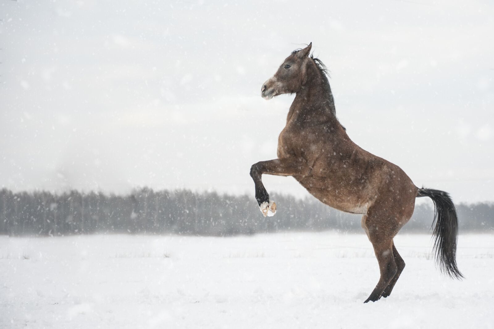 Nikon D700 sample photo. Horse, mare, gray photography