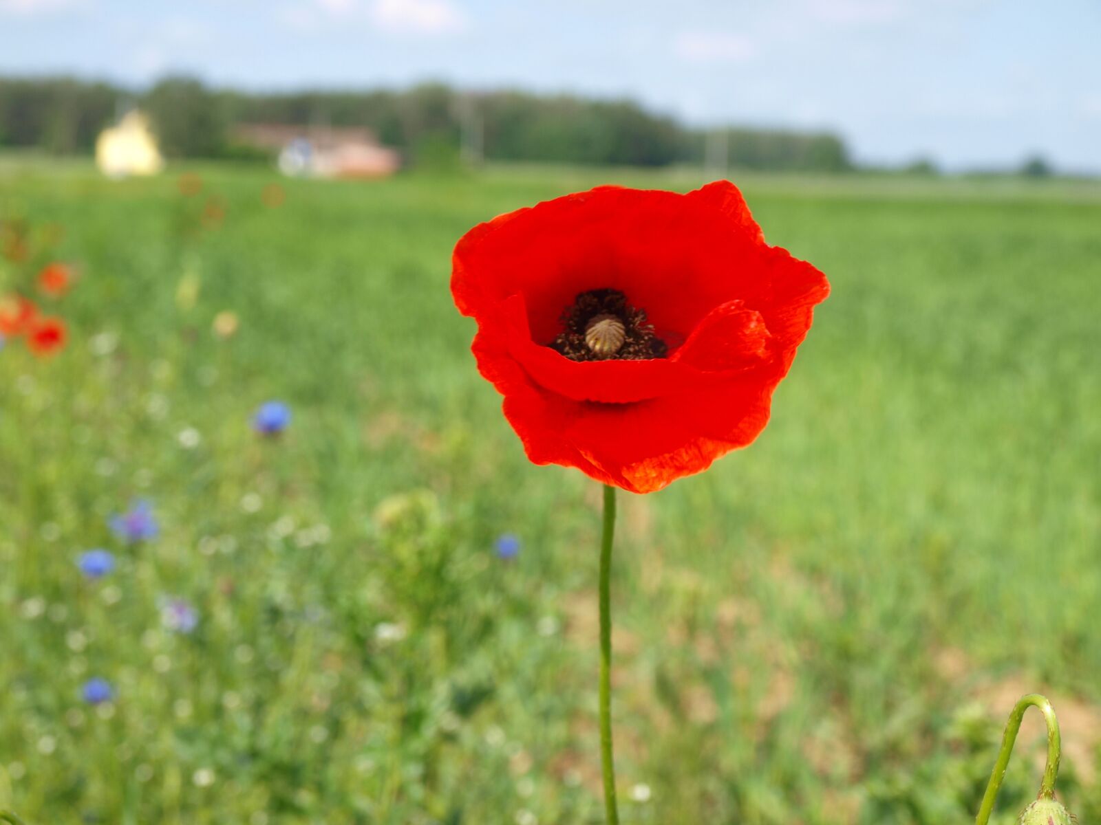 Olympus E-520 (EVOLT E-520) sample photo. Poppy, meadow, flower photography