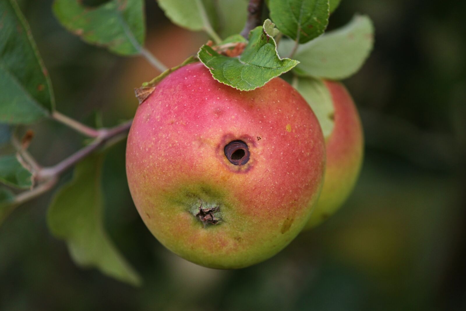 Canon EOS 1100D (EOS Rebel T3 / EOS Kiss X50) sample photo. Apple, worm hole, fruit photography