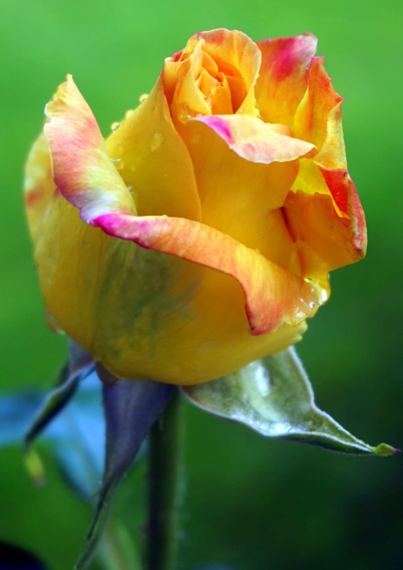 Sony Alpha a5000 (ILCE 5000) sample photo. Rose, yellow, flower photography