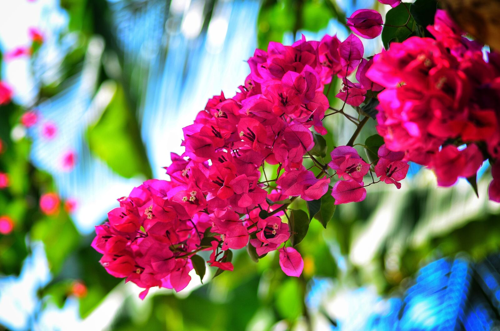Nikon D5100 sample photo. Bougainvillea, flower, natural photography