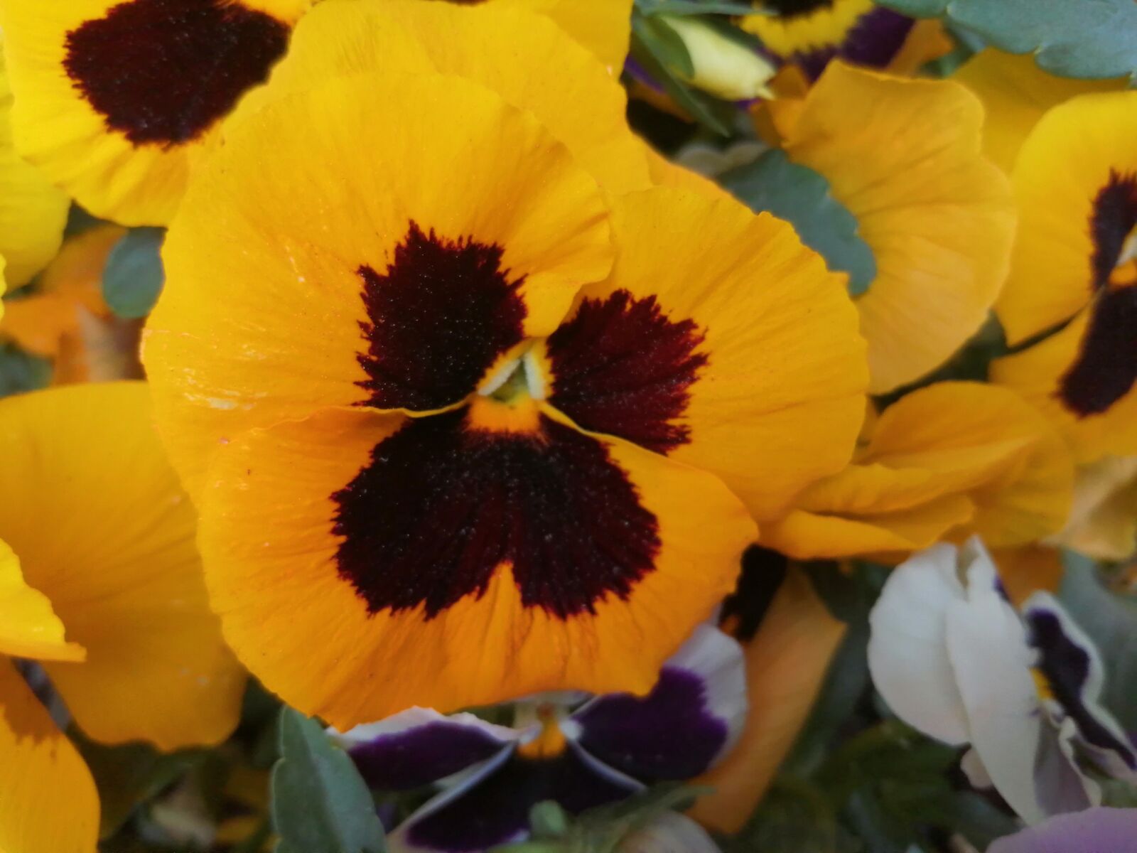 HUAWEI P SMART 2019 sample photo. Roślina, kwiat, bratek photography