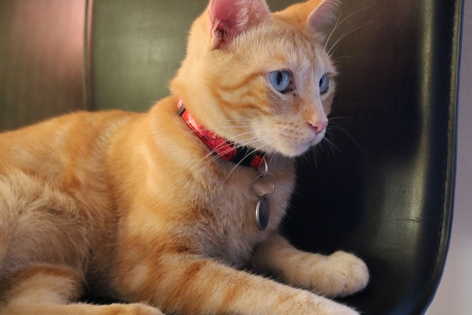 Canon EOS 750D (EOS Rebel T6i / EOS Kiss X8i) sample photo. Animal, animal, photography, blue photography