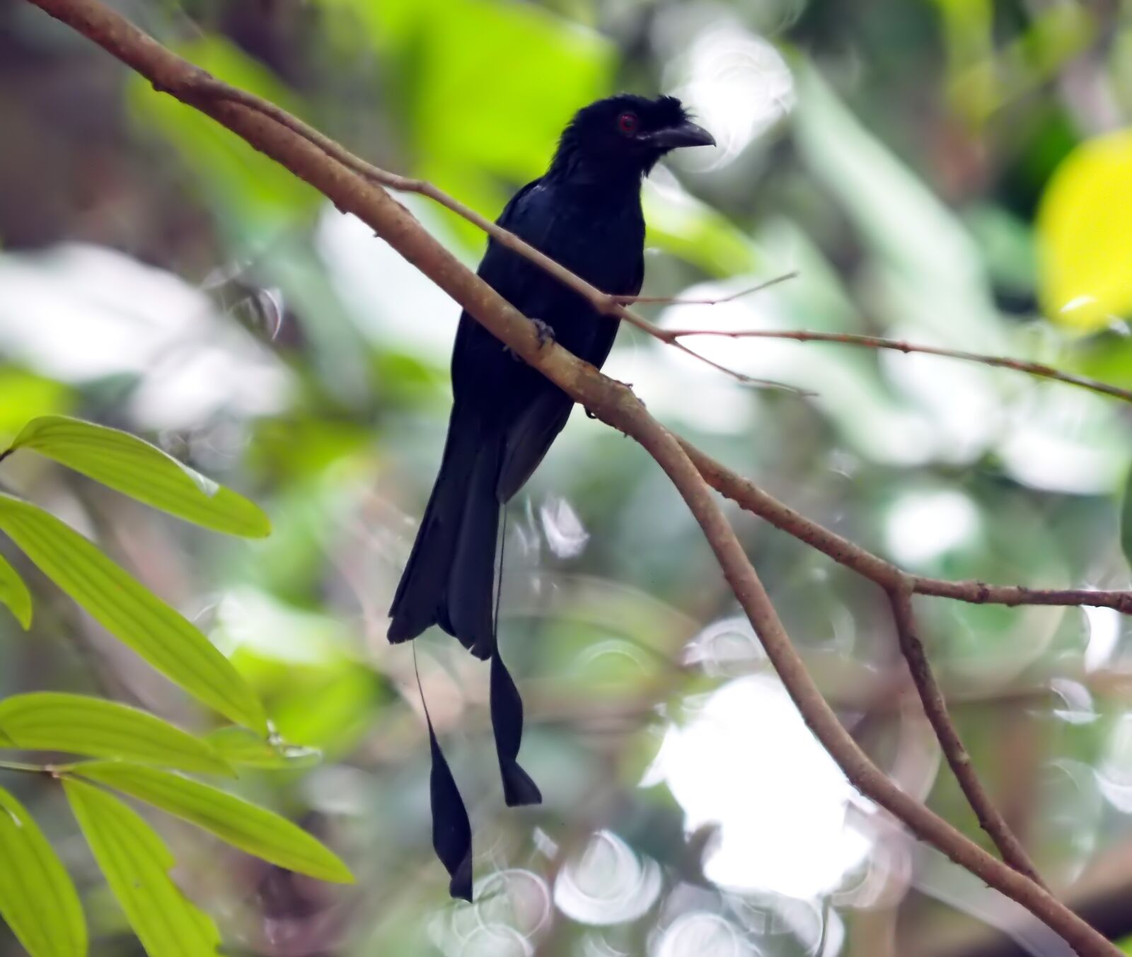 Olympus OM-D E-M1 sample photo. Bird, wildlife, wing photography