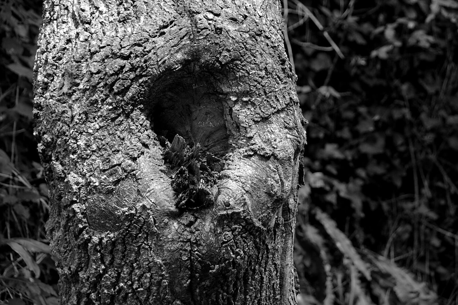 Nikon D5200 sample photo. Tree, wood, nature photography