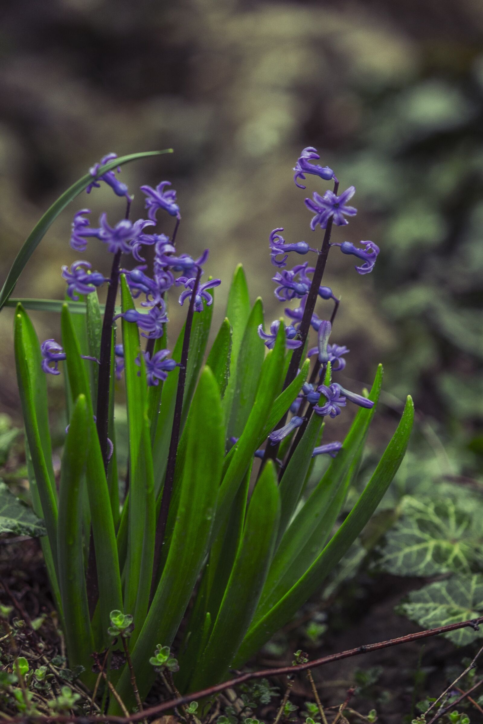 Canon EOS-1D X + Canon EF 70-200mm F2.8L USM sample photo. Hyacinthus, flower, green photography