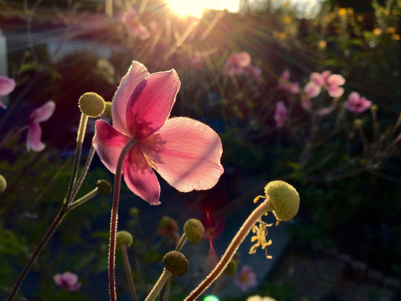 Apple iPhone 6s sample photo. Flower, garden, autumn photography