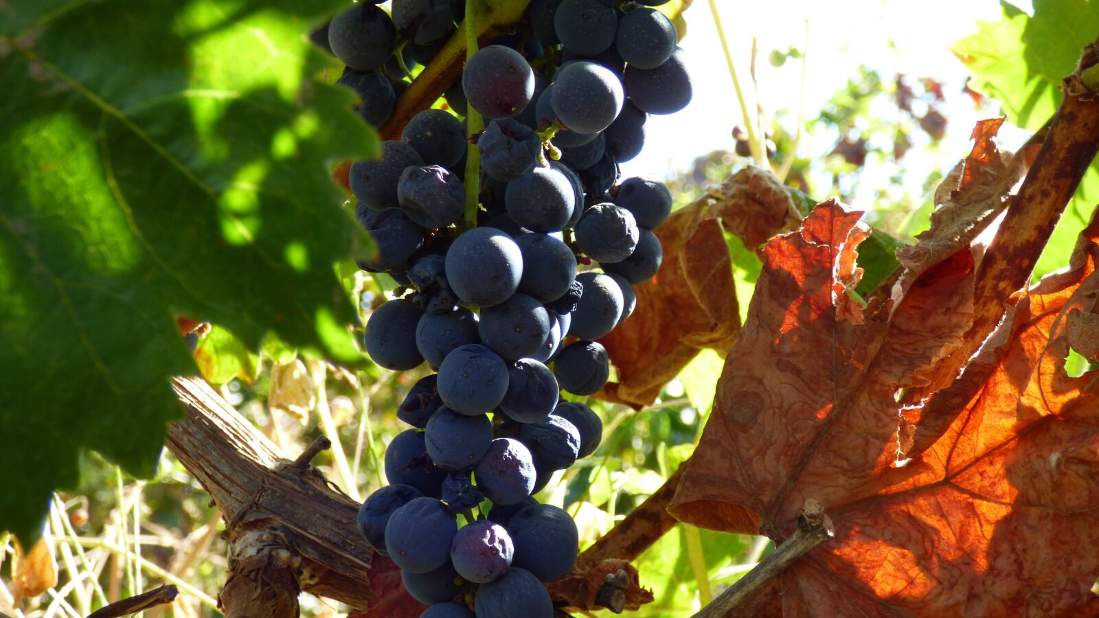 Panasonic DMC-FZ72 sample photo. Grape, bunch, fruit photography