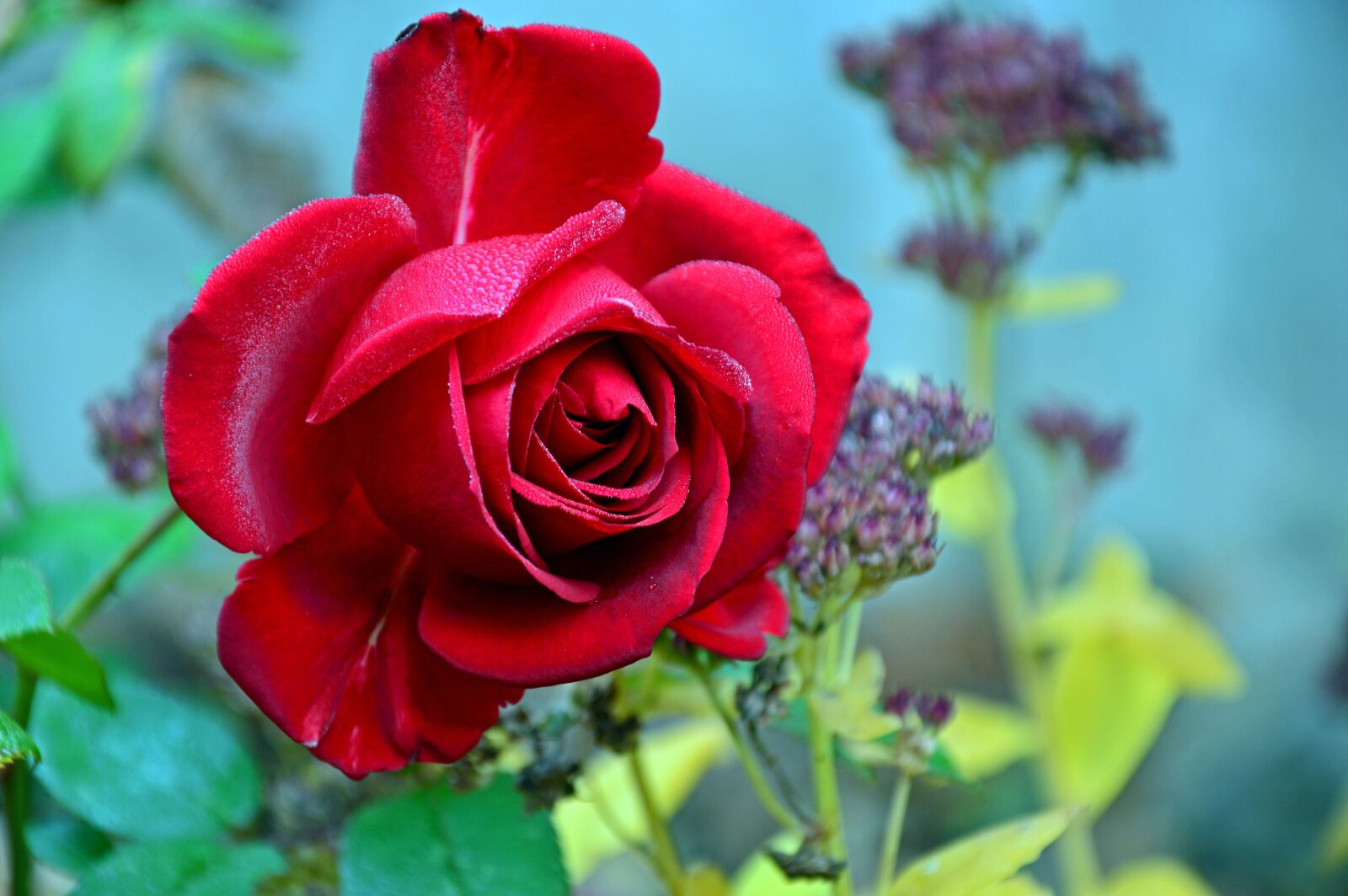 Nikon D3200 sample photo. Rose, floribunda, blossom photography