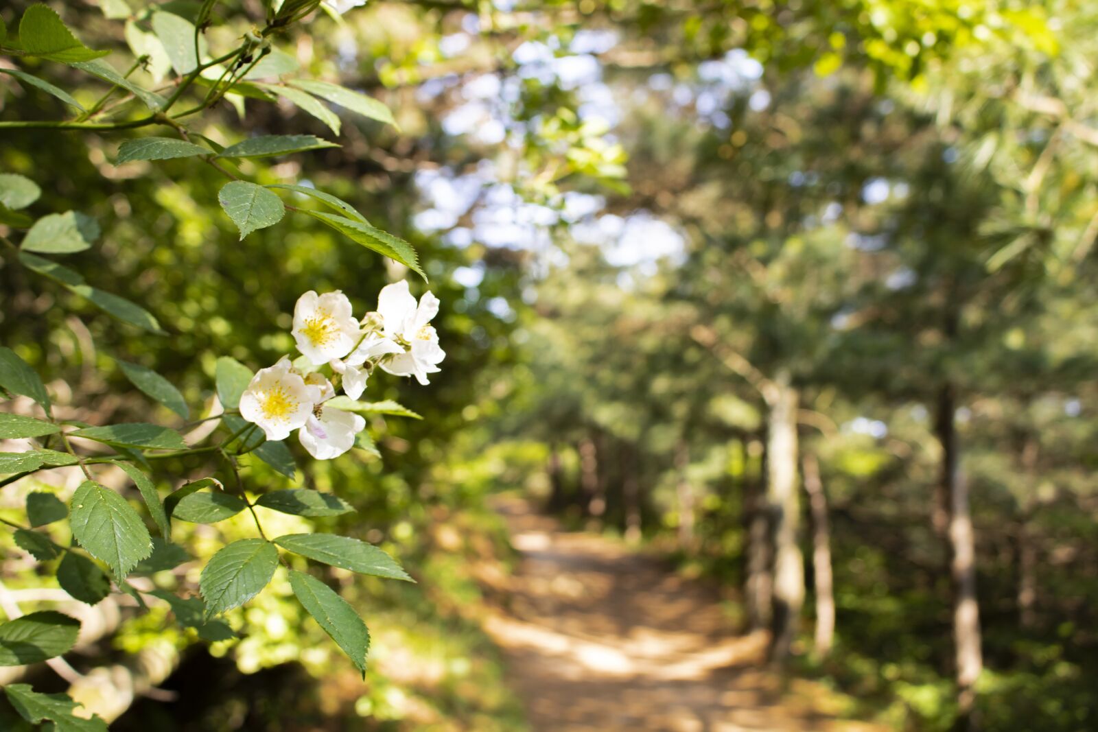 Canon EOS 750D (EOS Rebel T6i / EOS Kiss X8i) sample photo. Korea, busan, mountain photography