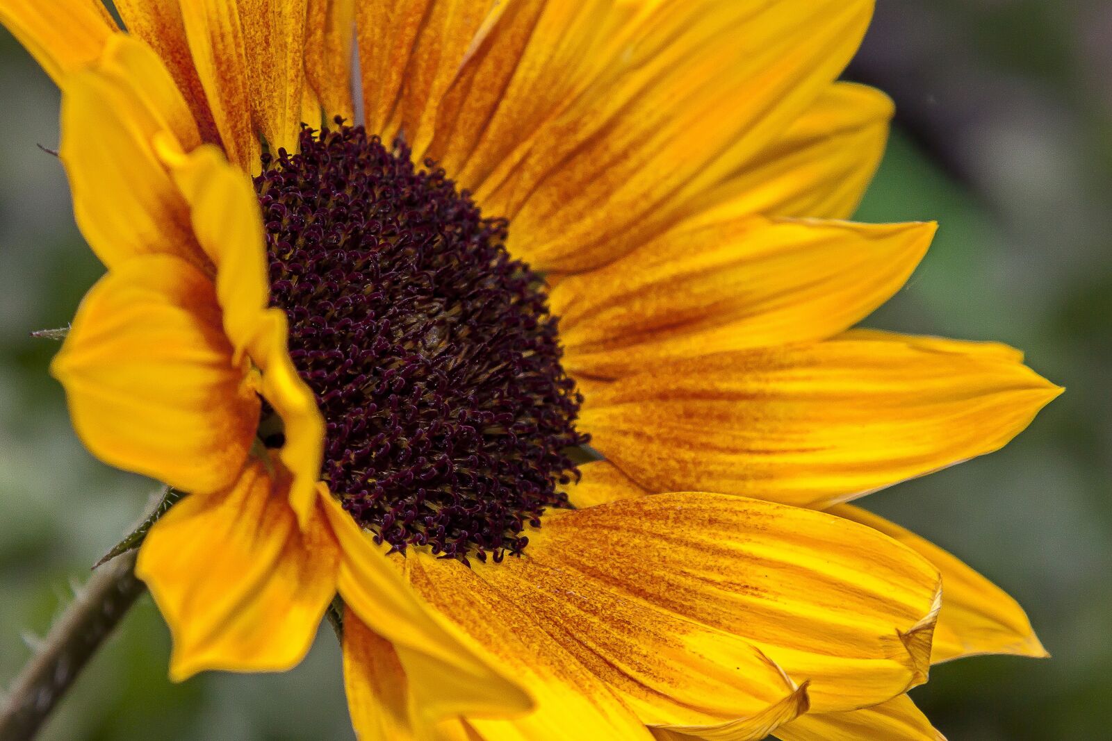 Canon EOS 50D + Canon EF 24-105mm F4L IS USM sample photo. Helianthus, flower, blossom photography