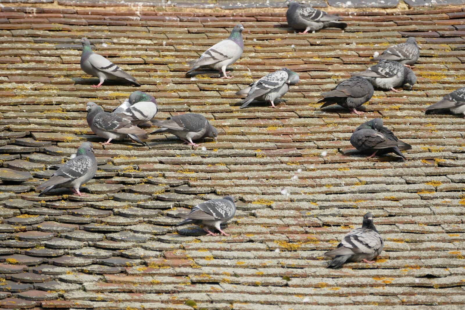 Panasonic Lumix DMC-FZ1000 sample photo. Birds, pigeons, nature photography