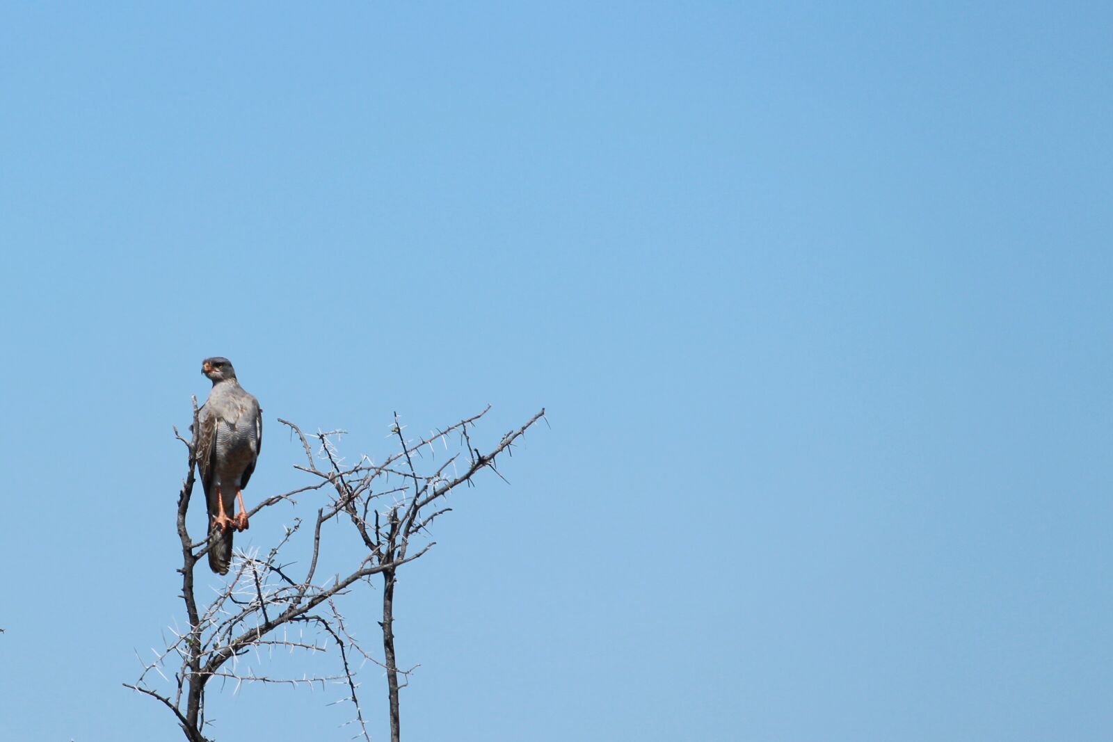 Canon EF-S 55-250mm F4-5.6 IS STM sample photo. Africa, etosha, namibia photography