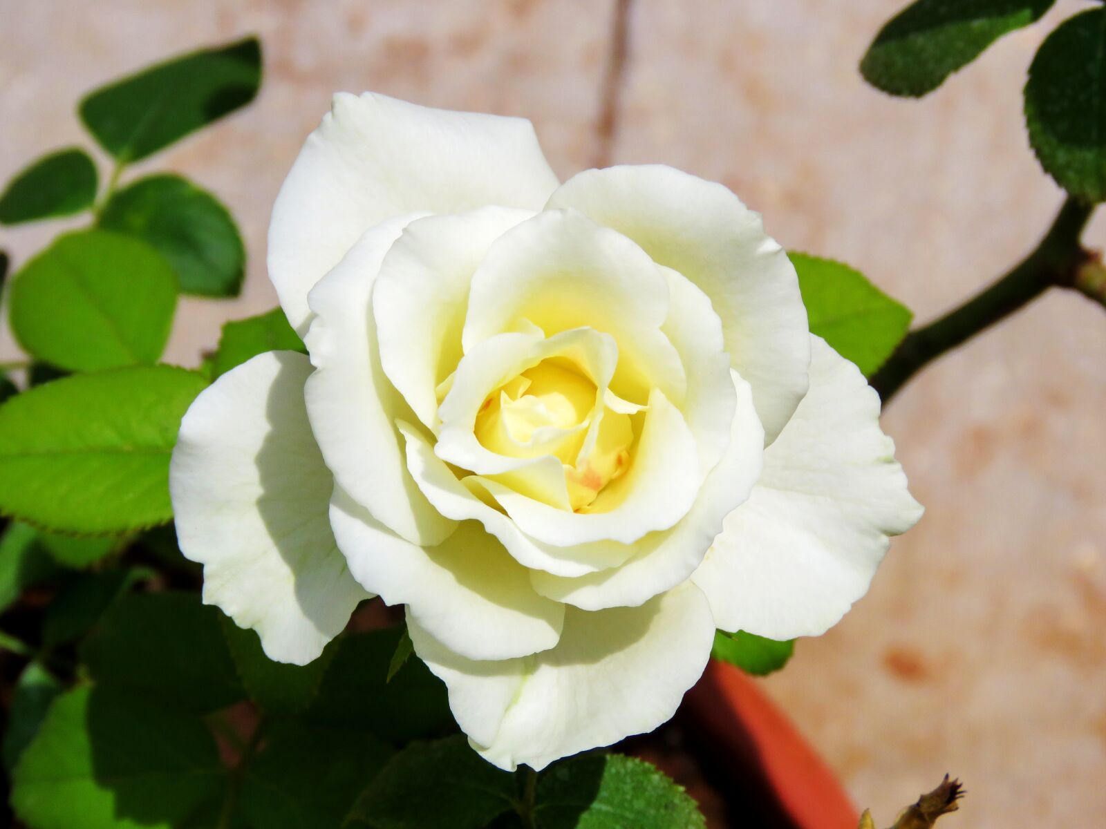 Canon PowerShot SX60 HS sample photo. Just rose, white rose photography