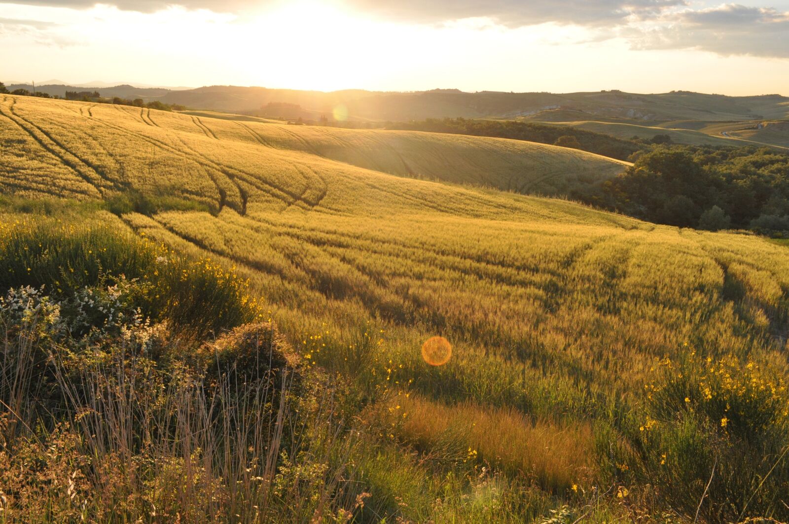 Nikon D5000 sample photo. Field, summer, nature photography