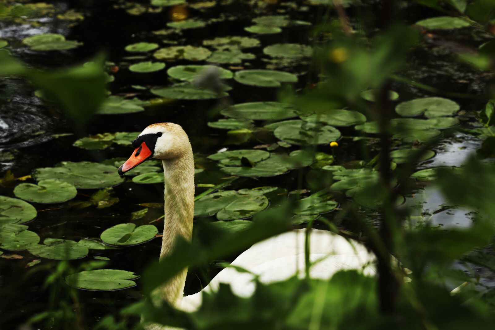 Canon EOS R sample photo. Swan, lake, water photography