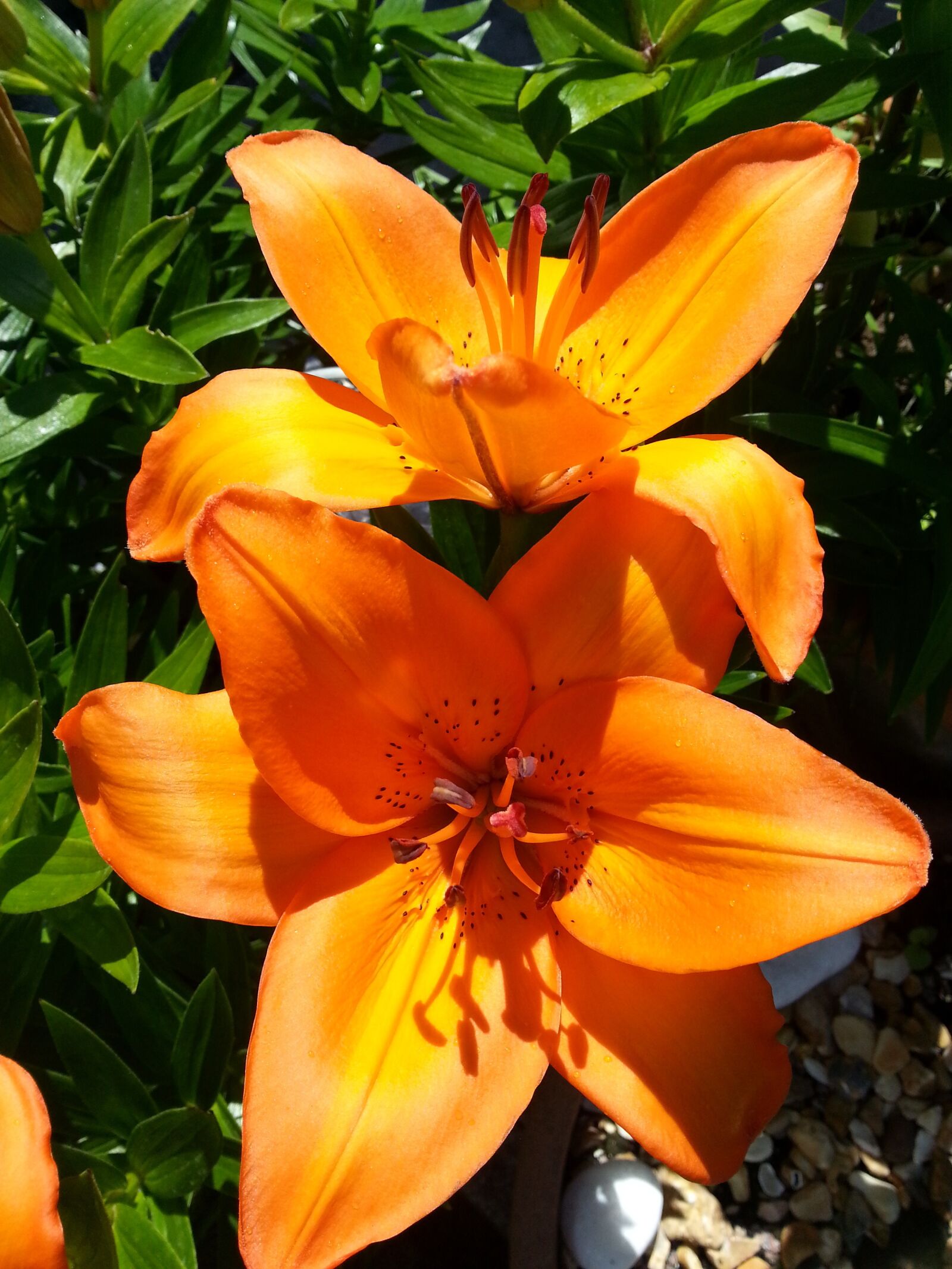 Samsung Galaxy S3 sample photo. Lily, flower, floral photography
