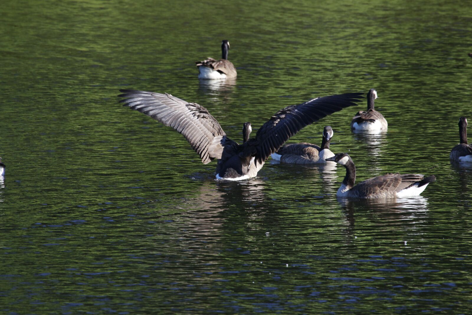 Canon EF 100-400mm F4.5-5.6L IS USM sample photo. Geese, water, nature photography