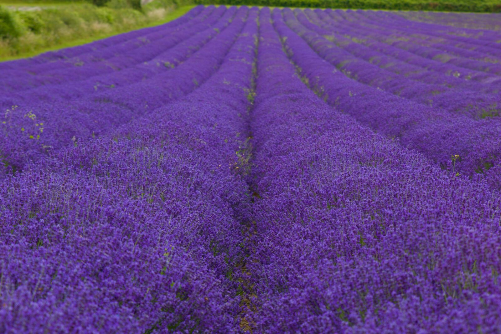 Canon EOS 70D sample photo. Farm, purple, field photography