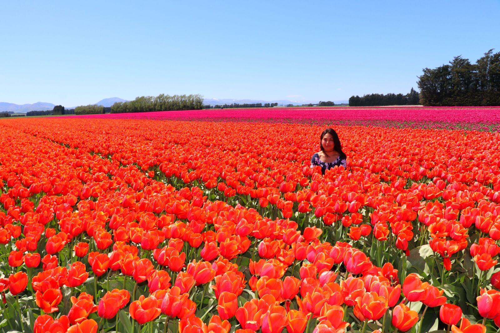 Canon EF-S 18-135mm F3.5-5.6 IS USM sample photo. Orange, petals, tulips photography