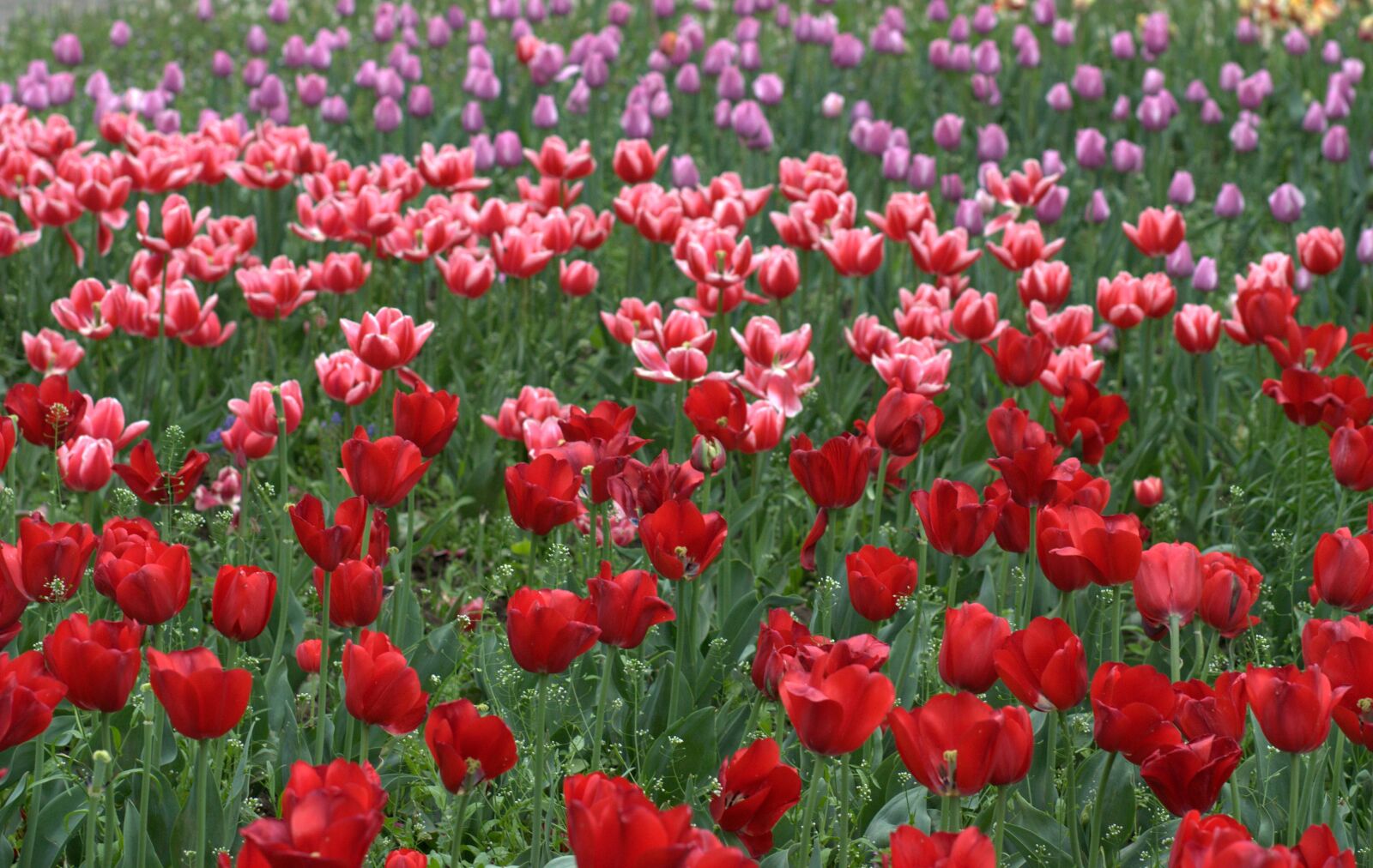 Canon EOS 450D (EOS Rebel XSi / EOS Kiss X2) sample photo. Tulips, flowers, supplies photography
