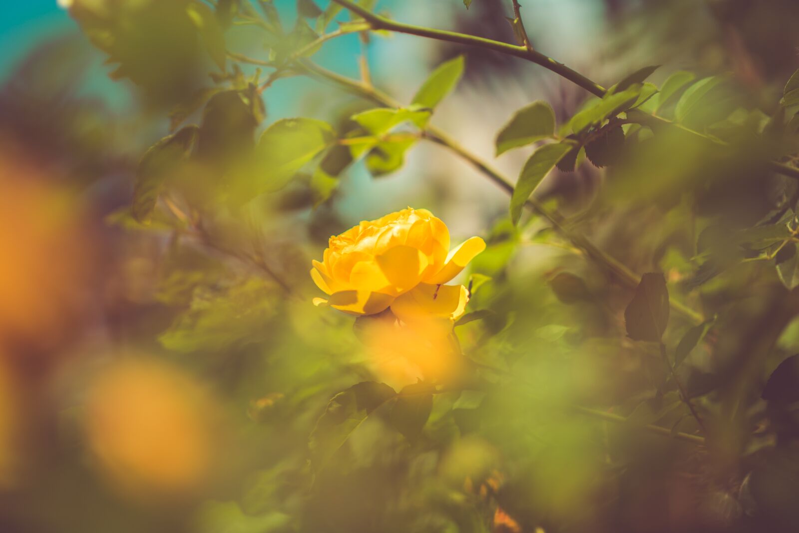 Nikon D850 sample photo. Rose, flower, shrub photography