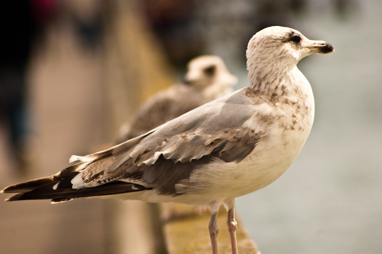 Nikon D40 sample photo. Free, seagull, freedom photography